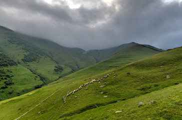Fototapeta na wymiar Sheep Grazing - Kazbegi, Georgia