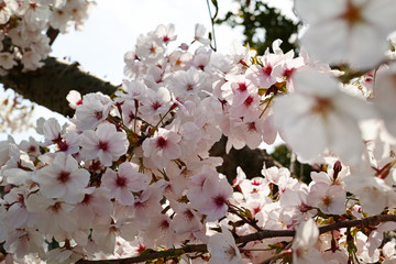桜