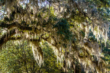 ACE Basin National Wildlife Refuge
