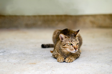Thai lazy cat lay in easy day