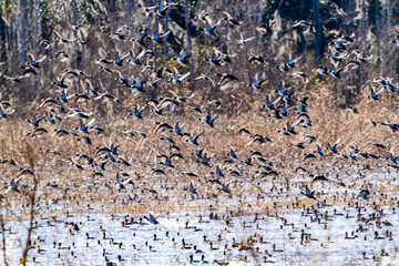 ACE Basin National Wildlife Refuge
