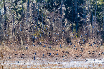 ACE Basin National Wildlife Refuge