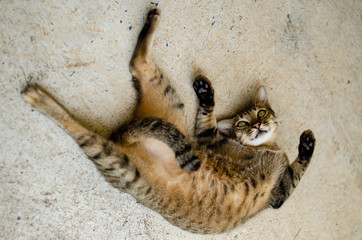 Thai lazy cat lay in easy day