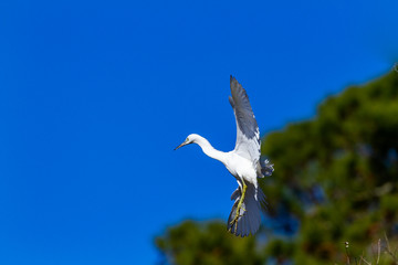 Egret,US