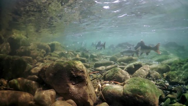 School of pink (hump-back) salmon fish underwater in Sea. Salmonidae Oncorhynchus gorbuscha game-fish in clear transparent water.