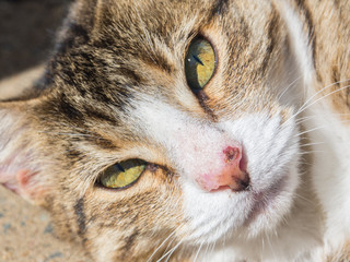 Cat portrait of Young white face Tabby domestic cat with wound on its nose.