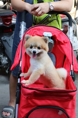 Close to a small brown fur pomeranian dog, sitting in a beautiful red baby stroller basket.