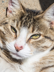 Cat portrait of Young white face Tabby domestic cat with wound on its nose.