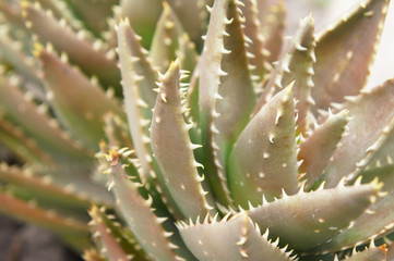 Aloe perfoliata green plant