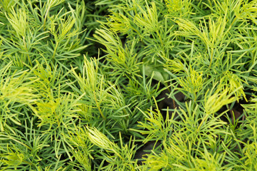 Coreopsis verticillata green grass background