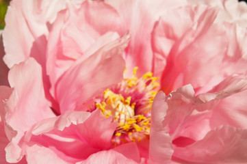 Obraz na płótnie Canvas Pink peony paeonia suffruticosa flower head close up