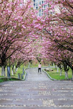 Jiujiang, China - March 31, 2019: The cherry garden of Nanshan Park, a national 4A scenic spot, has entered the most beautiful and romantic period of the year, with pink petals swaying on the branches
