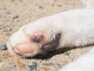 Close up Single cat paw (footpad) on the ground.
