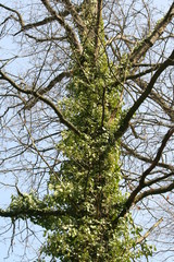 Von Efeu überwucherte Eiche