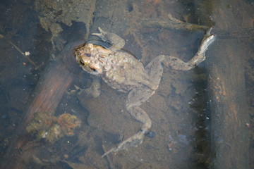 Kröte im Wasser