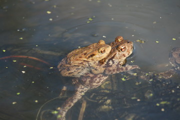 Krötenpaarung im Wasser 1