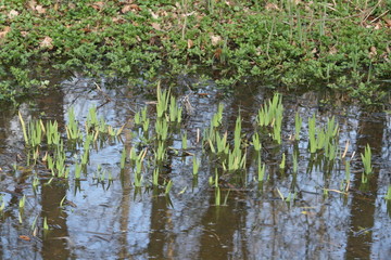 Schwertlilien im Feuchtbiotop
