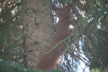 Obraz premium Eichhörnchen / Sciurus in einer Fichte 1