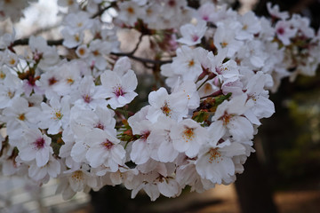 桜