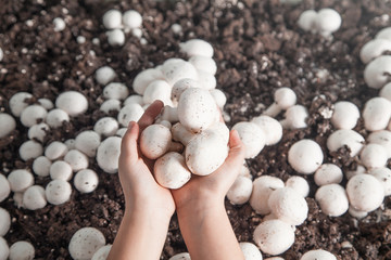 Hands holding mushrooms champignons in farm.