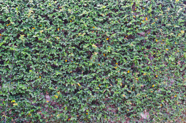 wall image covered with vegetation