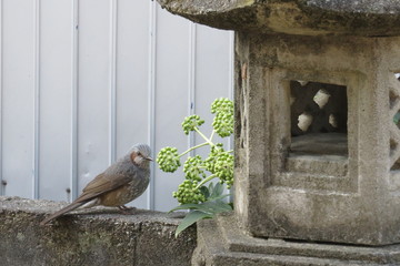 灯路の横で佇むヒヨドリ
