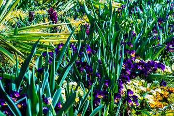 vibrant, decorative flower garden