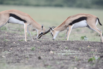 Gacela Thomson fighting in Serengeti
