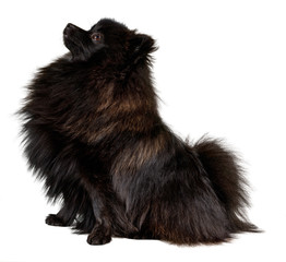 Black pomeranian spitz sitting.