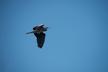 Gray Herons at the Isbladskärrets pond the Djurgården island in Stockholm