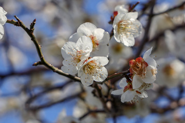 Obraz premium 京都ぶらり、令和になったので梅追加