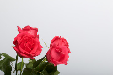 A bouquet of scarlet roses in a glass vase. On a white background.