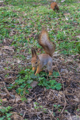 Naklejka na ściany i meble Red squirrel eating in the park. 