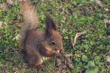 Naklejka na ściany i meble The red squirrel stands in the grass. 