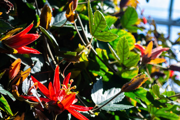 red passionflowers blooming on a vine