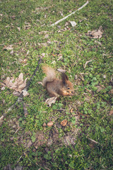 Squirrel is eating  in the park. 