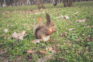 Naklejka na ściany i meble Squirrel is eating in the park. 