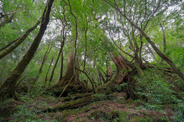 屋久島の森