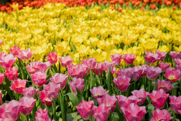Fresh colorful tulips in the garden.