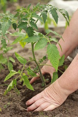 Naklejka na ściany i meble farmer's hands planting a tomato seedling in the vegetable garden