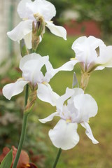 beautiful dark white iris flower. Summer garden
