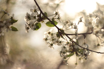 Spring Pink Cherry Blossoms with Blue Sky Background