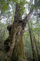 屋久島の森