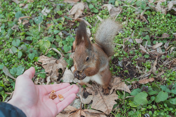 A European squirrel eating nuts from a stretched-out hand, in the park.	