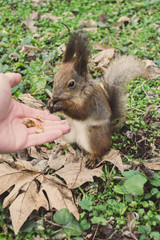 A European squirrel eating nuts from a stretched-out hand, in the park.	