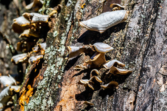 fungi cluster growing on tree