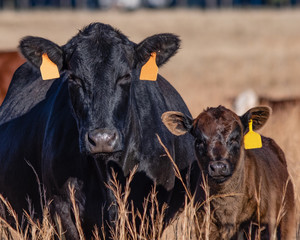 Black Angus cow-calf pair