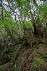 Fototapeta na wymiar 屋久島の森