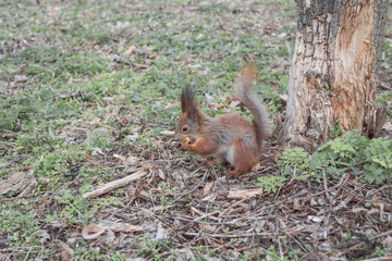 Red squirrel eating  in the park. 