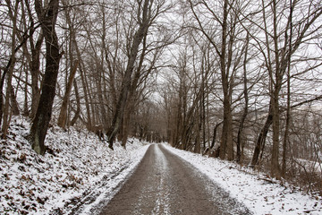 Tree-lined winter lane